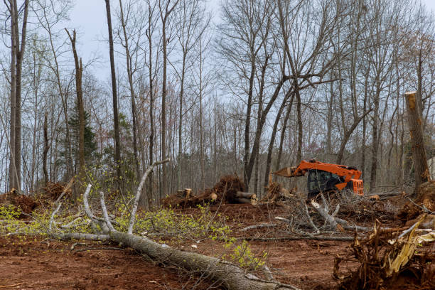 How Our Tree Care Process Works  in  Churchville, NY