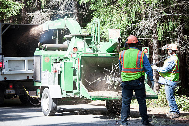 Trusted Churchville, NY Tree Care Experts